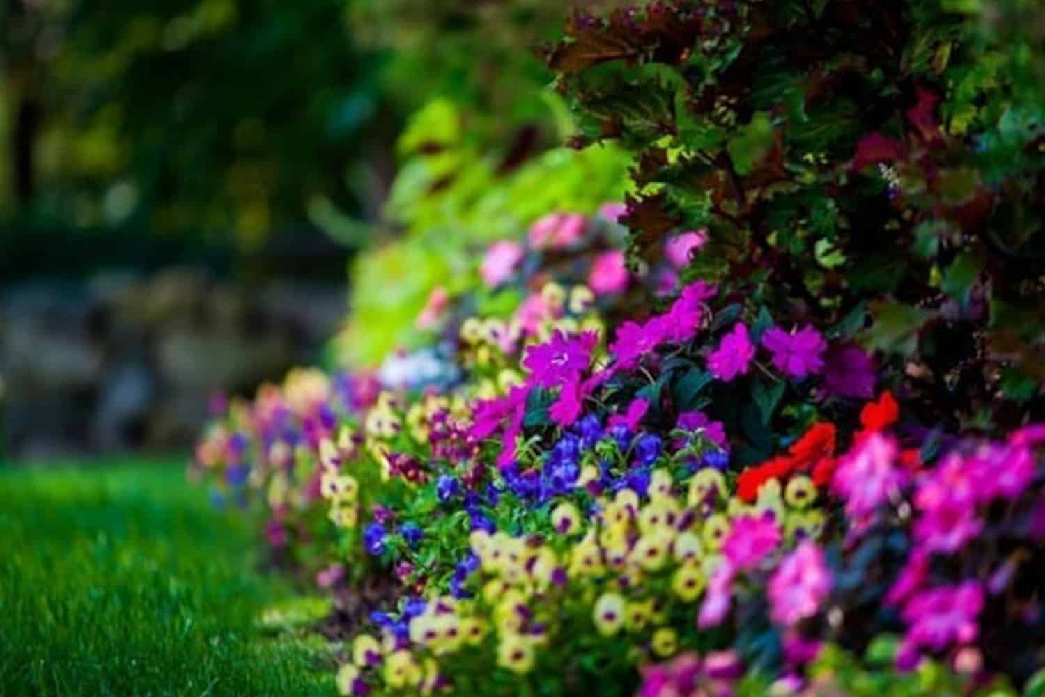 The Many Reasons to Add Annuals to your Landscape