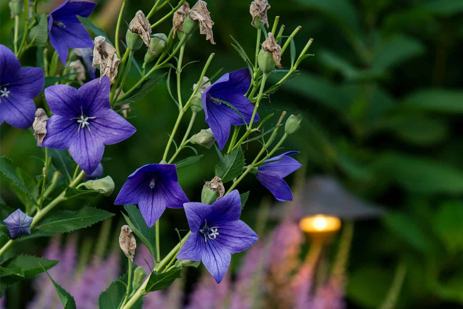 Pet Safety and Landscape Design – Family Safety