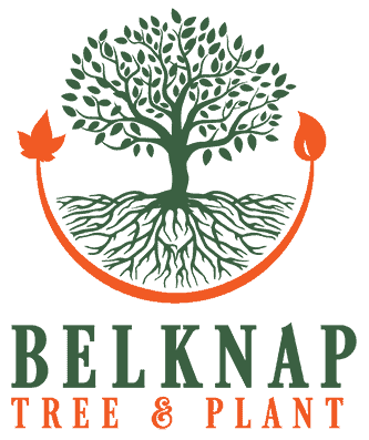Belknap Tree Plant Logo